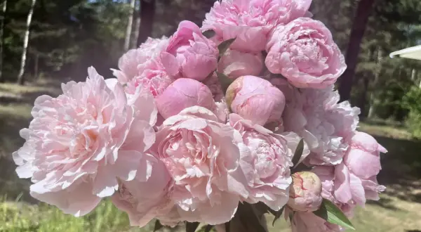 Piwonia Sarah Bernhardt w pełnym rozkwicie, jej delikatne, różowe płatki tworzą bujną kompozycję na tle zieleni.