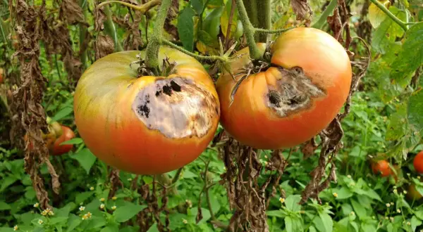 Dwa pomidory z suchą zgnilizną. Zobacz, jak zwalczać suchą zgniliznę pomidora, aby ratować plony.
