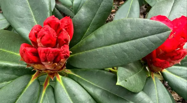 Czerwone pąki rododendrona zapowiadają wiosenne kwitnienie. Intensywny kolor kontrastuje z ciemnozielonymi, błyszczącymi liśćmi.