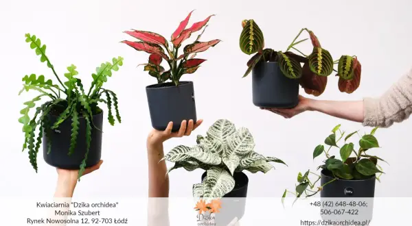 Pięć doniczek z różnymi odmianami roślin: zielony kaktus, aglaonema, maranta, calathea i filodendron.