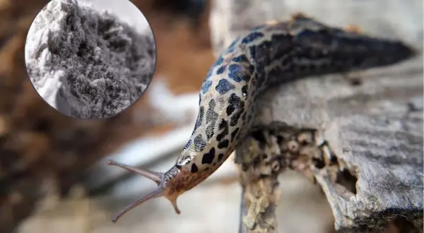 Mączka bazaltowa na ślimaki – naturalny sposób na ochronę ogrodu.