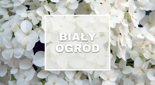 Białe kwiaty hortensji tworzą magiczny, biały ogród.