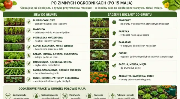 Kiedy siać cukinie? W drugiej połowie maja, gdy gleba jest ciepła, siej dynie, cukinie, patisony i kukurydzę w słonecznych miejscach.