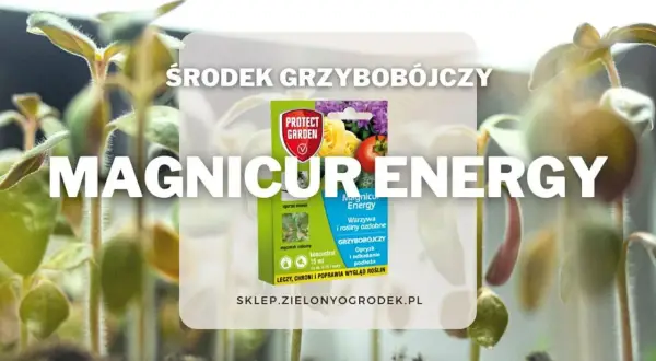 Środek grzybobójczy Magnicur Energy chroni młode rośliny przed chorobami. Zapewnia im energię do zdrowego wzrostu.