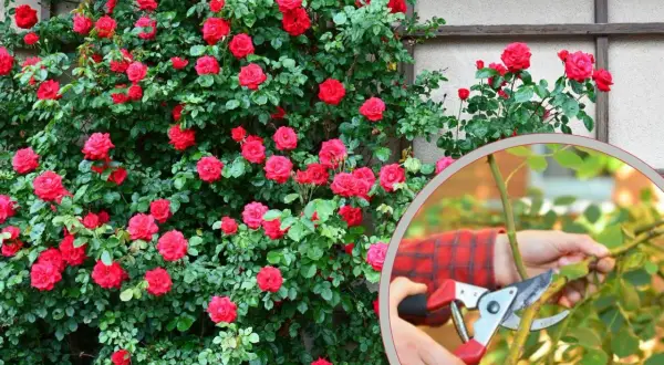 Róże pnące: Kiedy i jak przycinać dla obfitego kwitnienia?