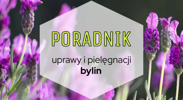 Poradnik uprawy i pielęgnacji bylin. Fioletowe kwiaty lawendy na tle zieleni.