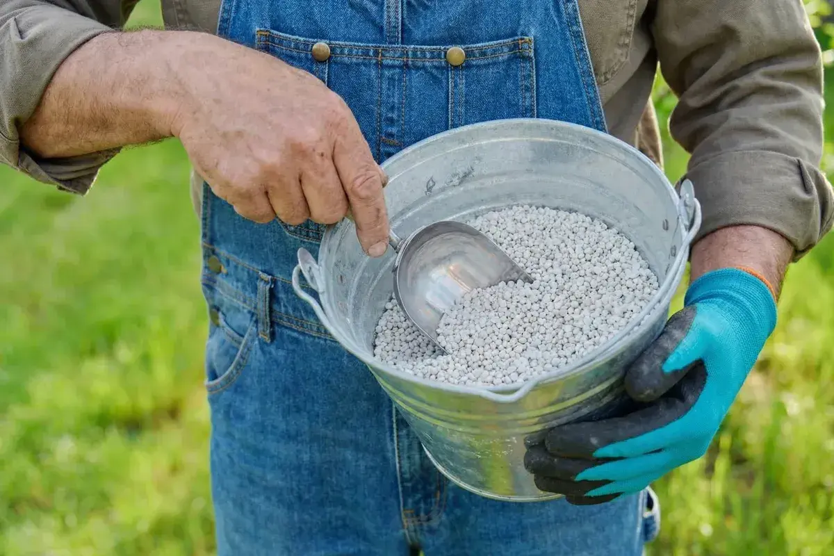 Ogrodnik w ogrodniczkach nabiera łopatką białe granulki wapna magnezowego z metalowego wiadra.