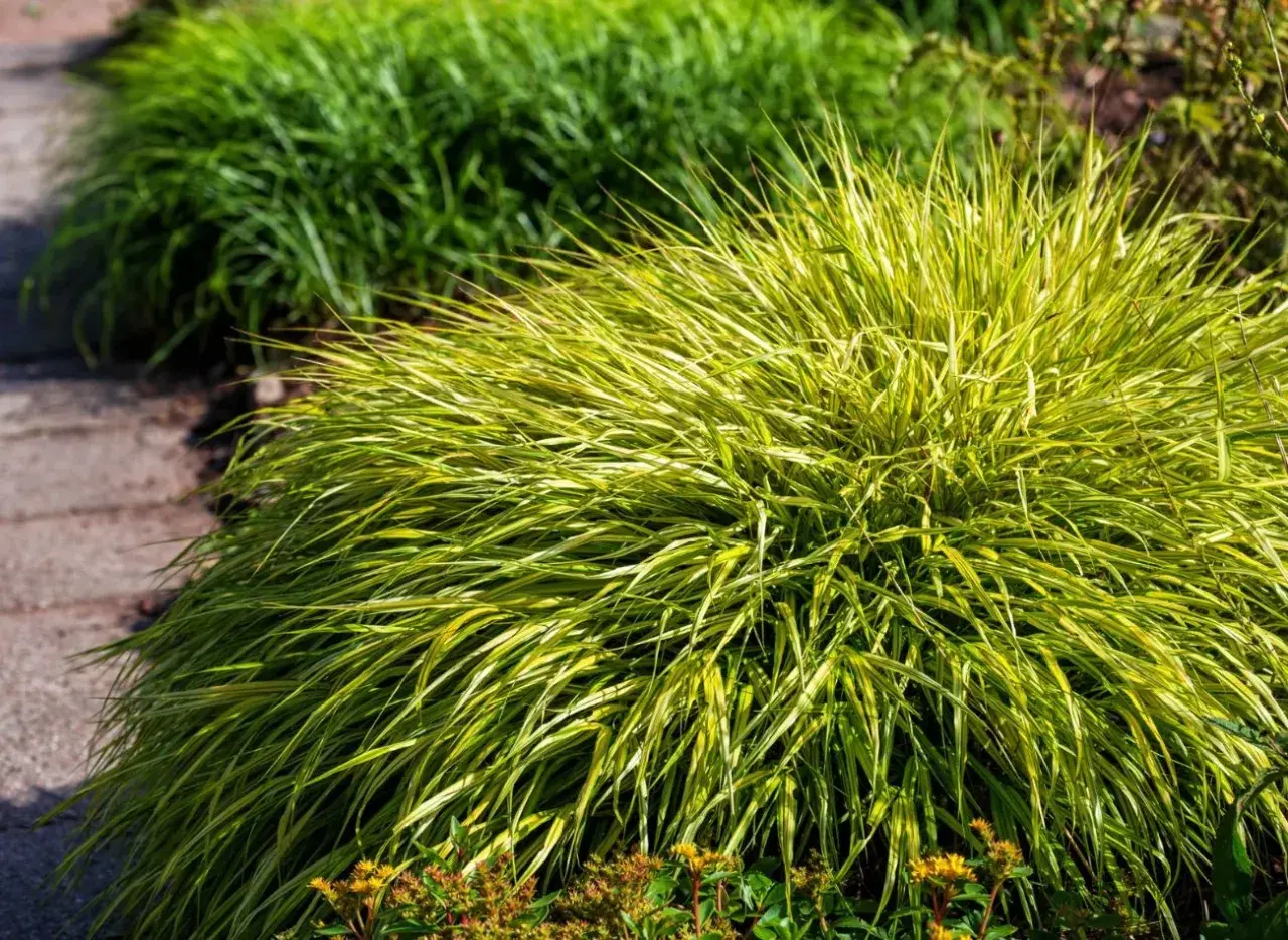 Kępa Hakonechloa odmiany 'Aureola' z żółto-zielonymi liśćmi, rosnąca obok ścieżki z kamieni.
