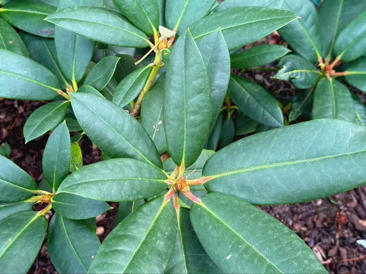 Gęste, zielone liście rododendrona. Idealny czas, kiedy sadzić rododendrony, to wiosna lub jesień, aby zapewnić im najlepszy start.