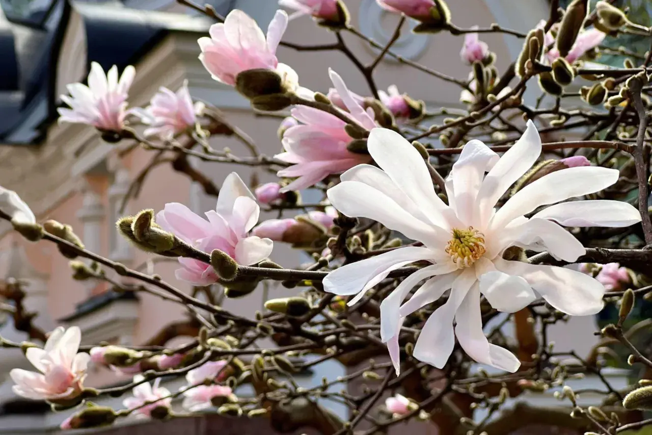 Delikatne kwiaty magnolii, białe i różowe, rozkwitają na gałęziach. Wiosenne przycinanie magnolii pozwoli jej pięknie kwitnąć.