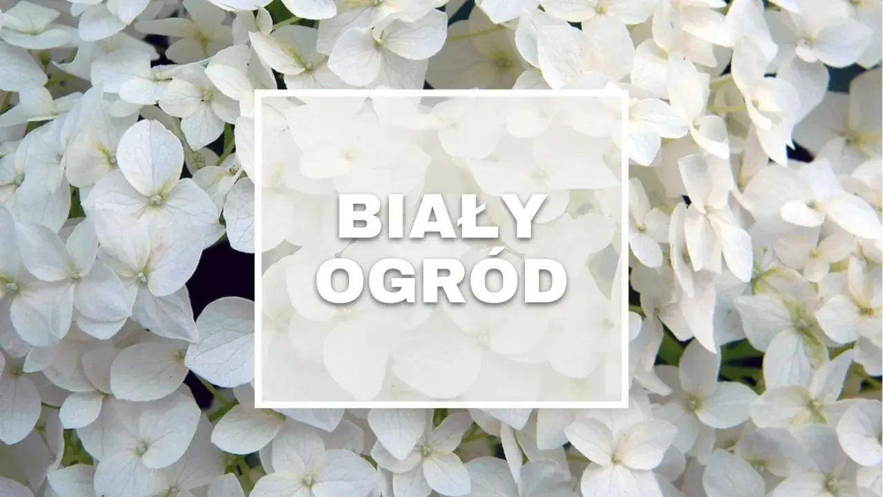 Białe kwiaty hortensji tworzą magiczny, biały ogród.