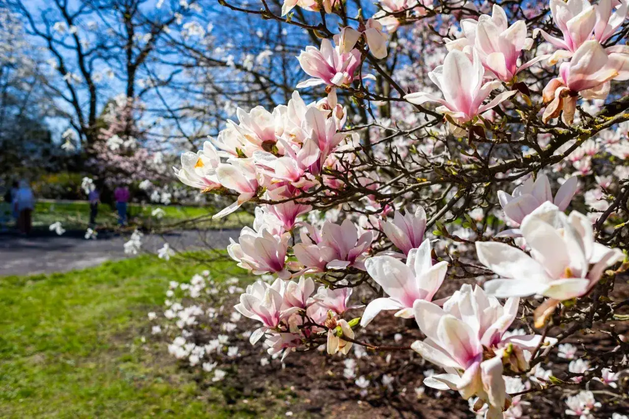 Delikatne, różowo-białe kwiaty magnolii kwitną na gałęziach. W tle widać park z ludźmi spacerującymi wśród drzew, sugerując wiosenne przycinanie magnolii.