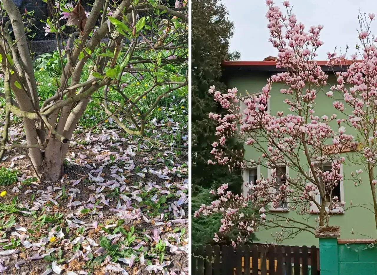 Po kwitnieniu magnolii, opadłe płatki tworzą różowy dywan. W tle zielony dom i kwitnące drzewo.