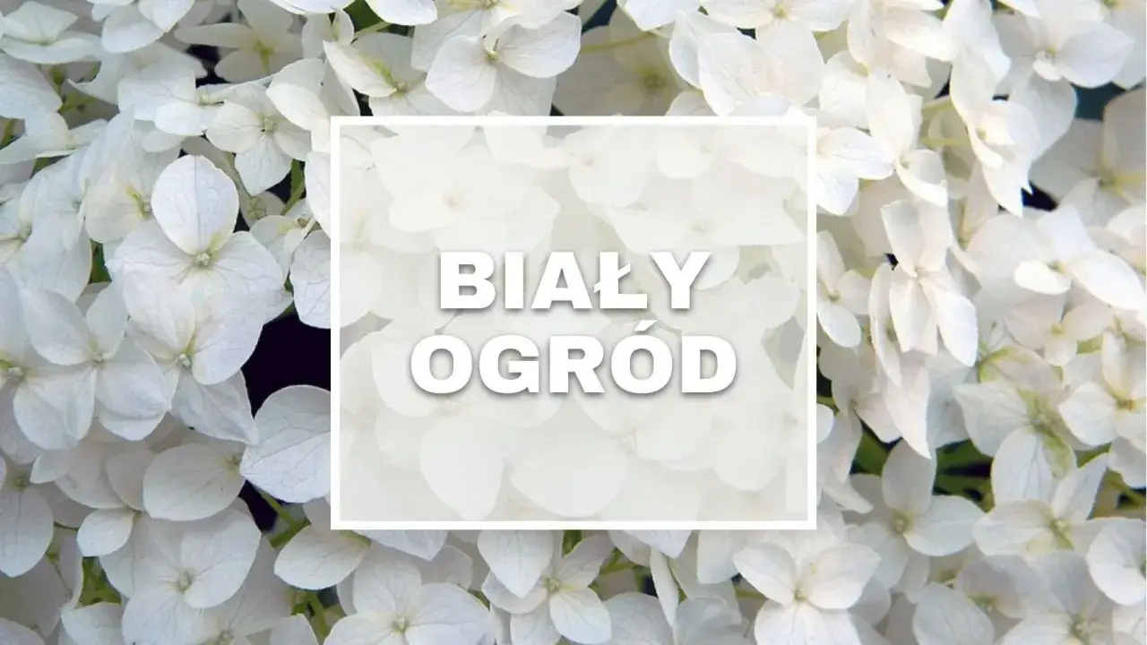 Białe kwiaty hortensji tworzą magiczny, biały ogród.