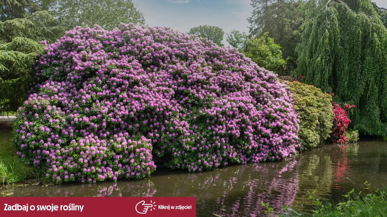 Kiedy sadzić rododendrony? Ogromny, kwitnący krzew rododendronu o fioletowych kwiatach rośnie nad wodą, otoczony zielenią.