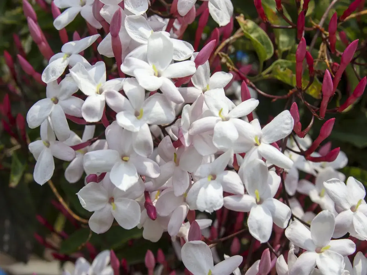 Kwitnący jaśmin doniczkowy z białymi kwiatami i pąkami w kolorze fuksji.