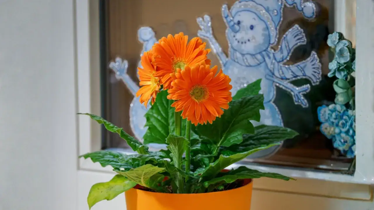 Pomarańczowa gerbera doniczkowa rozświetla zimowe okno, obok niej błyszczący bałwanek.