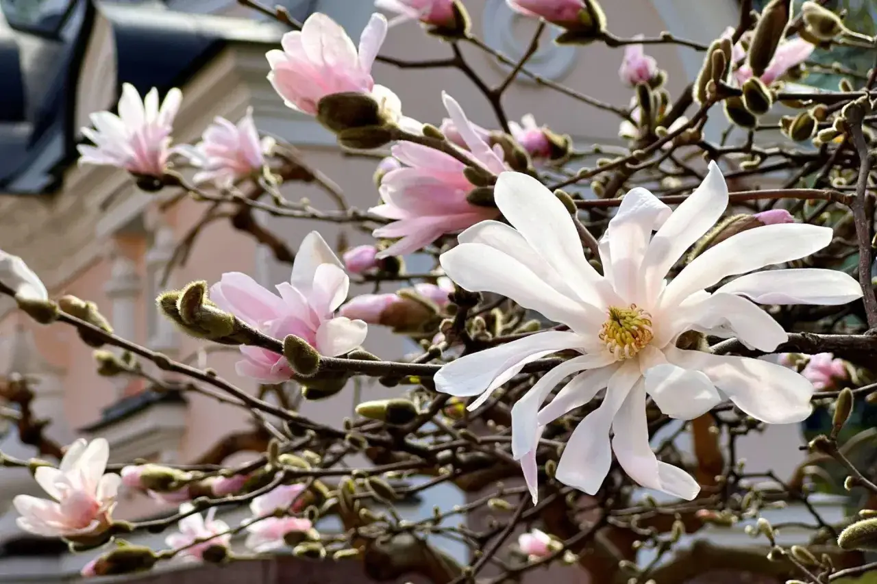 Delikatne kwiaty magnolii, białe i różowe, rozkwitają na gałęziach. Wiosenne przycinanie magnolii pozwoliło na taki piękny widok.