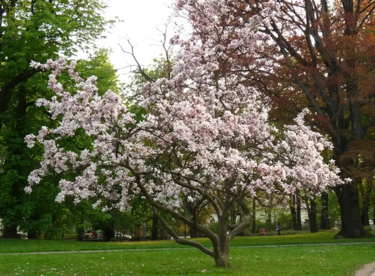 Kwitnąca magnolia w parku, gotowa do przycinania. Jej delikatne, różowe kwiaty tworzą spektakularny widok na tle zieleni i brązowych liści innych drzew.
