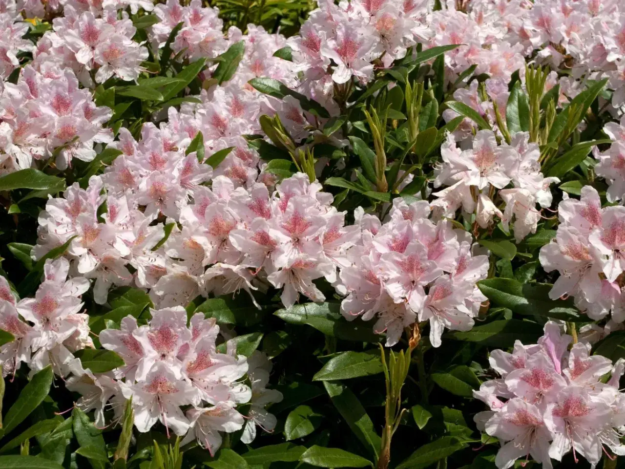 Kiedy sadzić rododendrony? Wiosna i jesień to najlepsze terminy. Piękne, różowe kwiaty rododendronów zachwycają w ogrodzie.