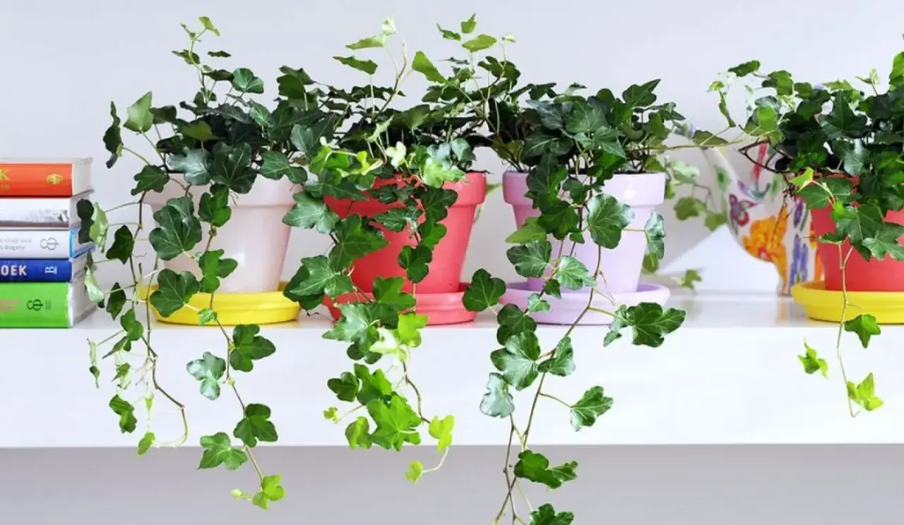 Bluszcz w kolorowych doniczkach, obok stosu książek. Aby bluszcz szybko rósł, potrzebuje jasnego, ale nie bezpośredniego światła i regularnego podlewania.