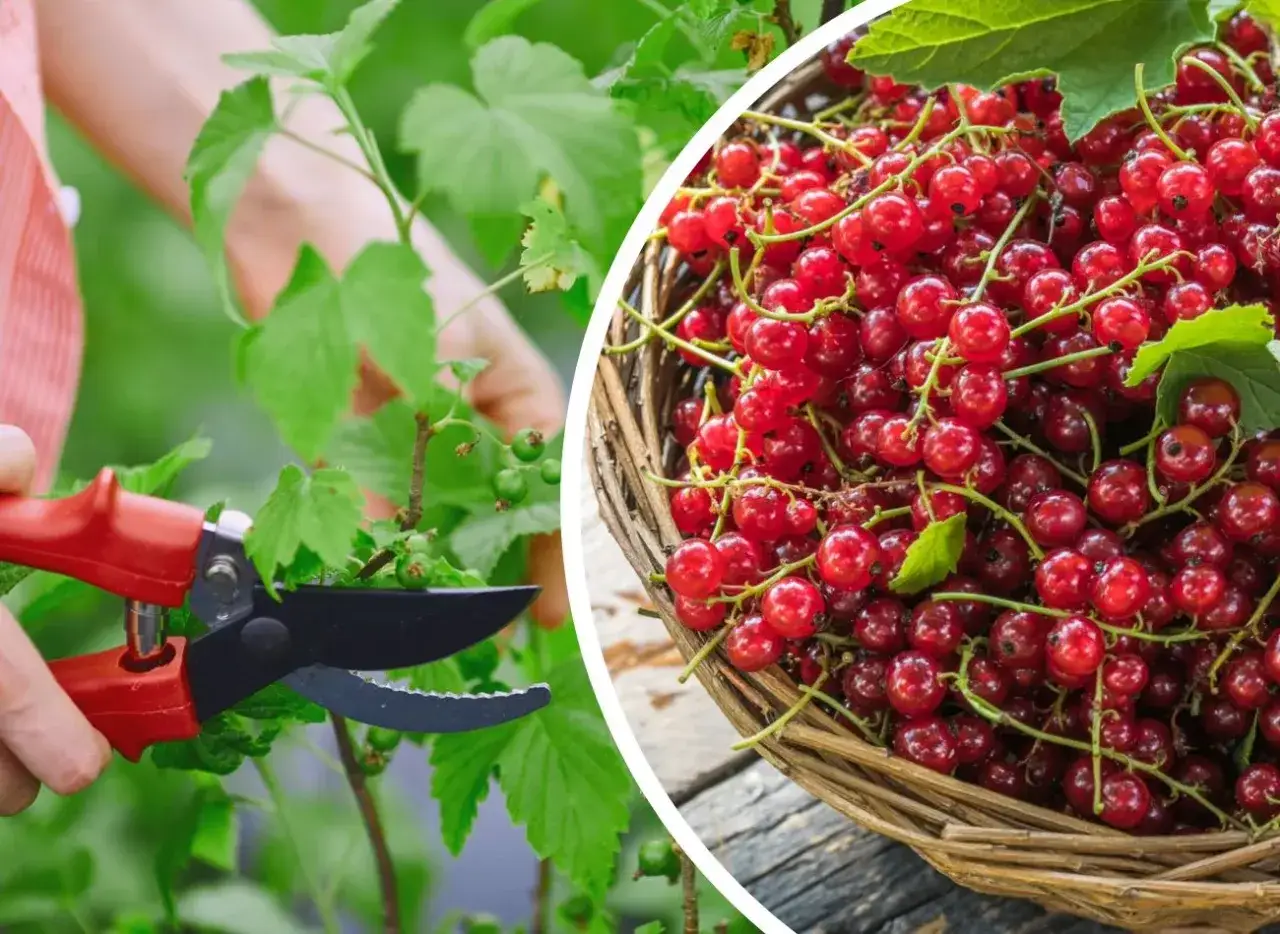 Przycinanie porzeczek: ręka z sekatorem przy krzaku i koszyk pełen czerwonych owoców.